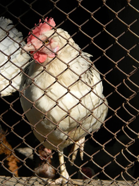 它可能影响 它可能影响