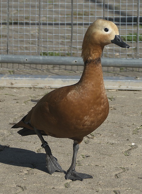 中场实力